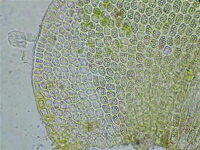 Tritomaria exsecta (Schmidel ex Schrad.) Schiffn. ex Loeske #61754
