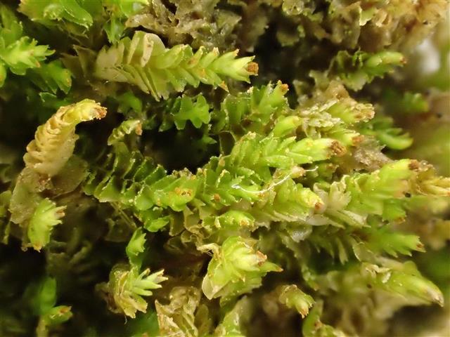 Tritomaria exsecta (Schmidel ex Schrad.) Schiffn. ex Loeske #61751
