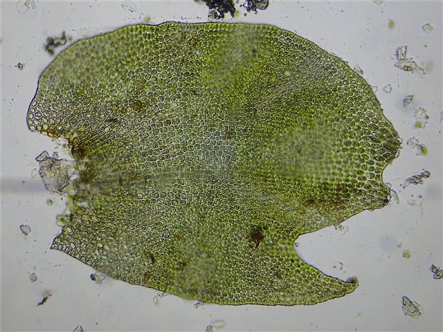 Tritomaria exsecta (Schmidel ex Schrad.) Schiffn. ex Loeske #61753