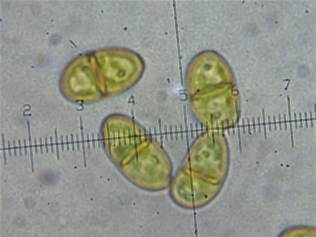 Tritomaria exsecta (Schmidel ex Schrad.) Schiffn. ex Loeske #61752