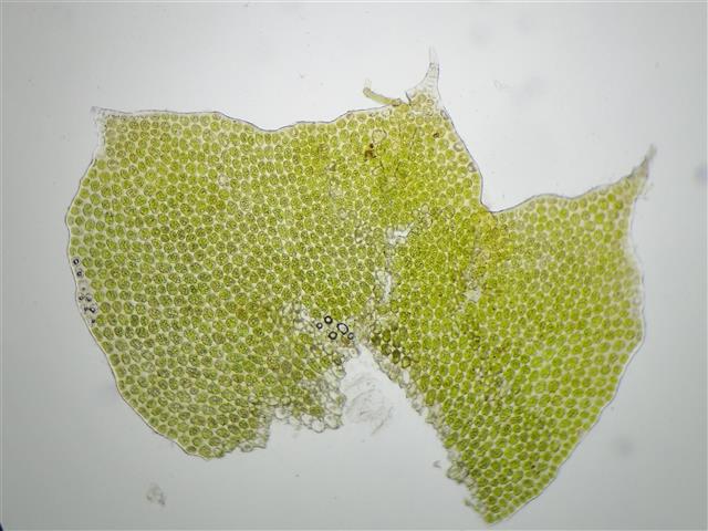 Tritomaria quinquedentata (Huds.) H.Buch #61936