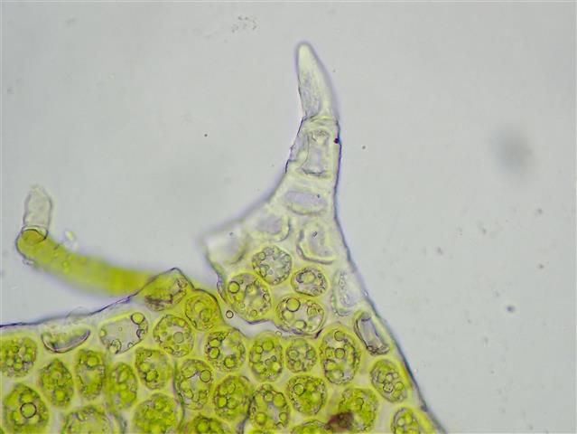 Tritomaria quinquedentata (Huds.) H.Buch #61937