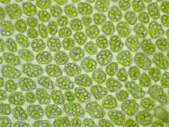 Tritomaria quinquedentata (Huds.) H.Buch #61938