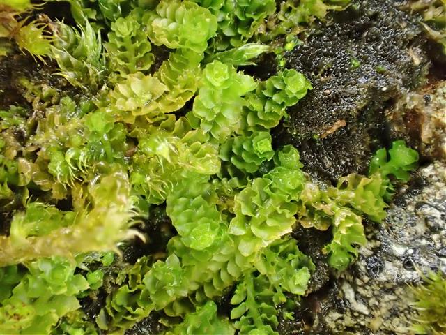 Tritomaria quinquedentata (Huds.) H.Buch #61935