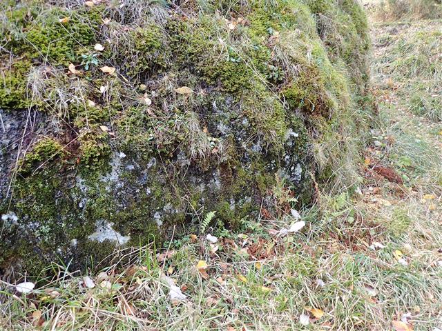 Tritomaria quinquedentata (Huds.) H.Buch #61934