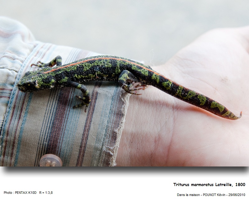 Triturus marmoratus Latreille, 1800 - Triton marbré #16827