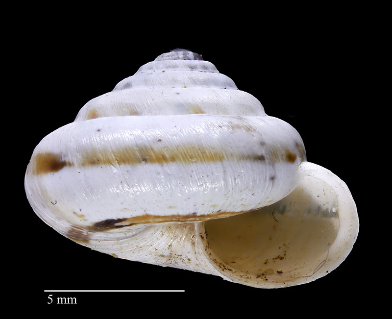 Trochoidea pyramidata #69103