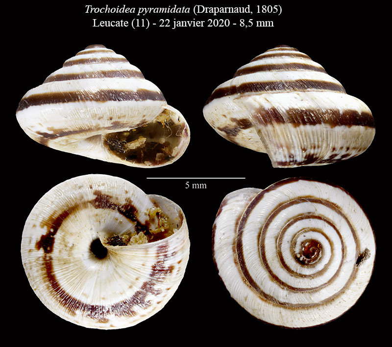 Trochoidea pyramidata #61639