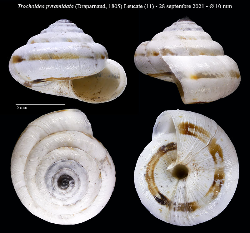 Trochoidea pyramidata #69104