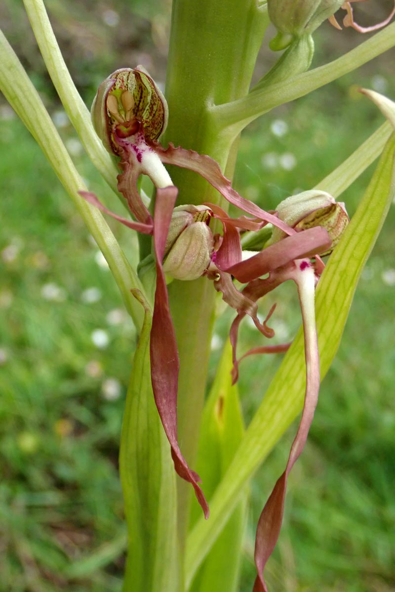 Trois orchidées sur ma pelouse dans le sud de la Sarthe #59580