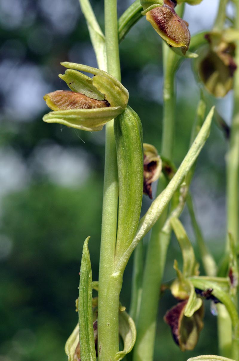 Trois orchidées sur ma pelouse dans le sud de la Sarthe #59567