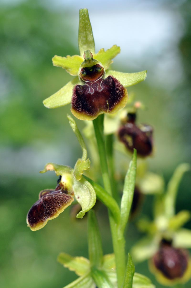 Trois orchidées sur ma pelouse dans le sud de la Sarthe #59566