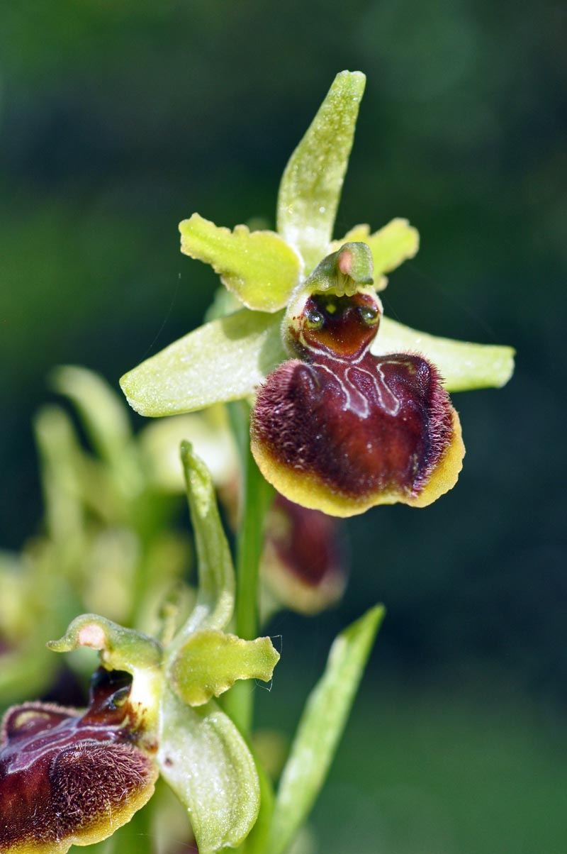 Trois orchidées sur ma pelouse dans le sud de la Sarthe #59565