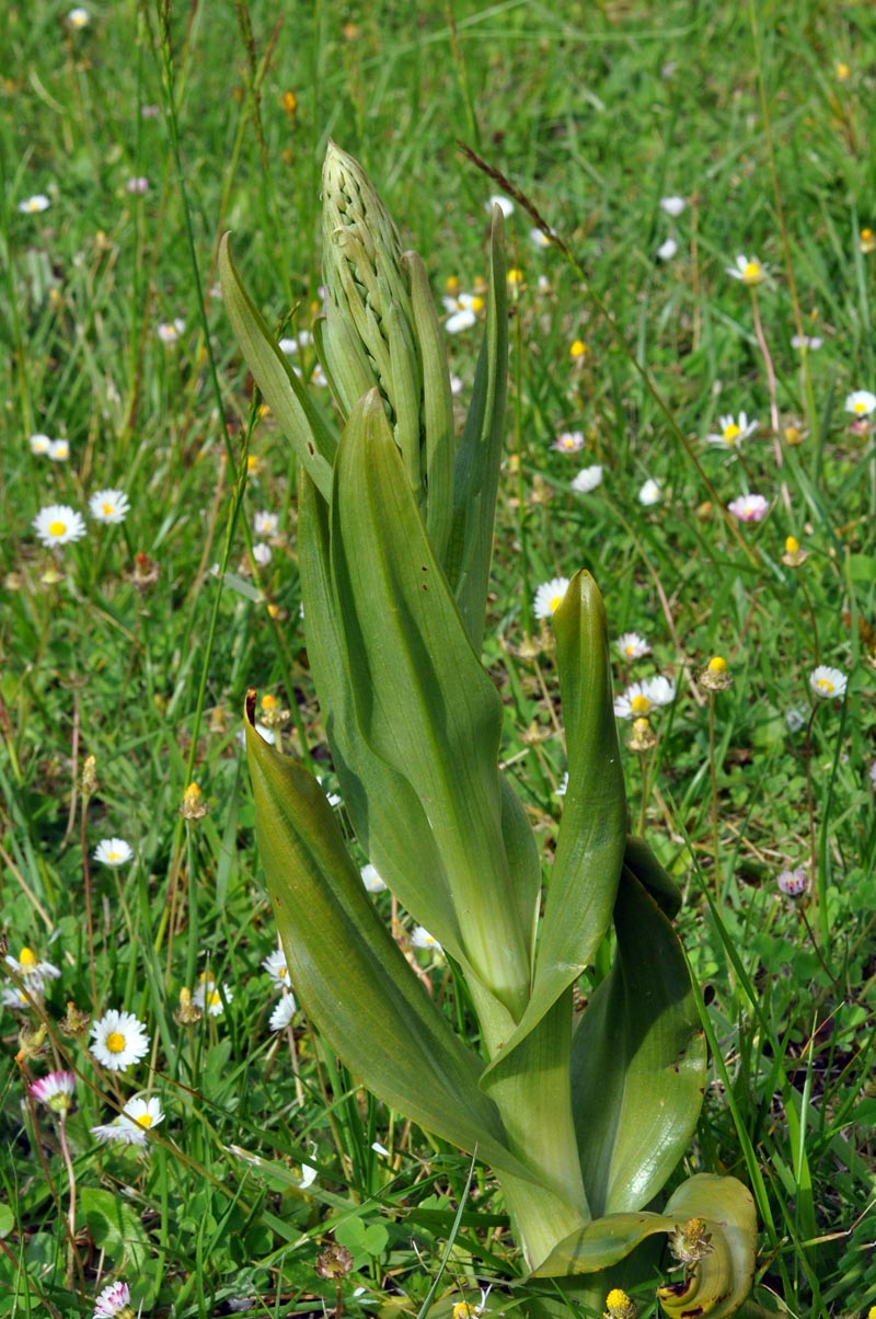 Trois orchidées sur ma pelouse dans le sud de la Sarthe #59568