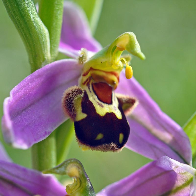 Trois orchidées sur ma pelouse dans le sud de la Sarthe #59563