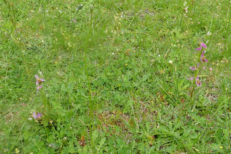 Trois orchidées sur ma pelouse dans le sud de la Sarthe #59578