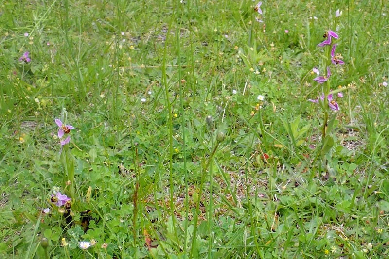 Trois orchidées sur ma pelouse dans le sud de la Sarthe #59577