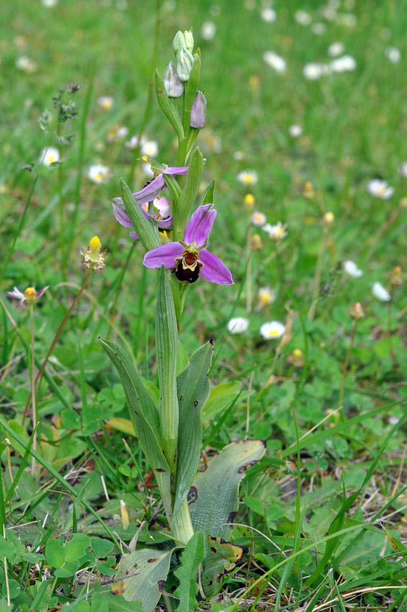 Trois orchidées sur ma pelouse dans le sud de la Sarthe #59561