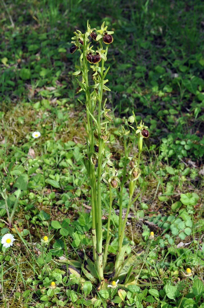 Trois orchidées sur ma pelouse dans le sud de la Sarthe #59564