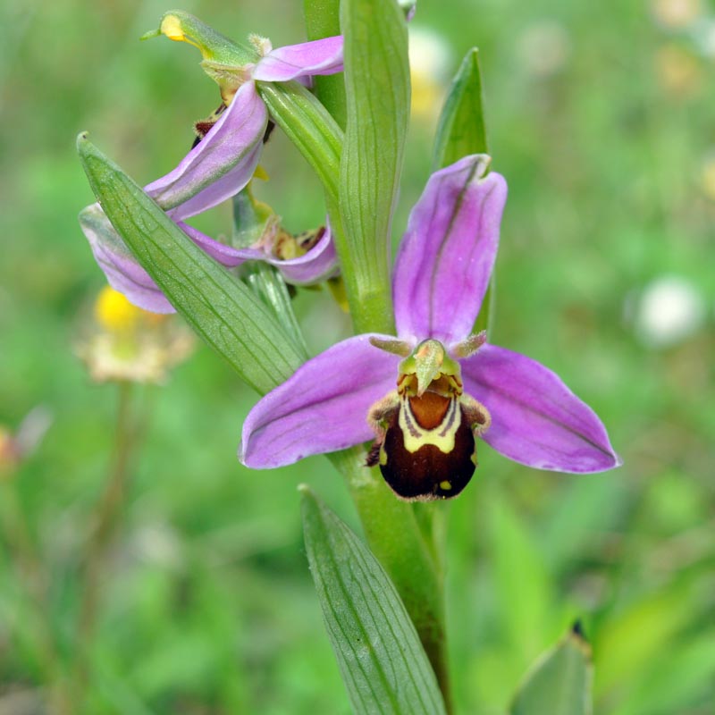 Trois orchidées sur ma pelouse dans le sud de la Sarthe #59562