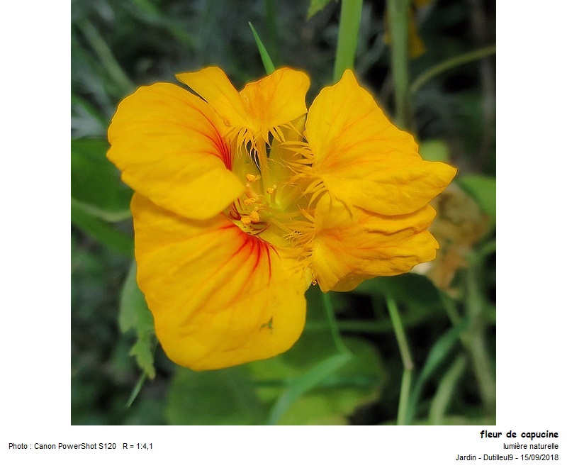 Tropaeolum majus - Capucine des jardins #56694
