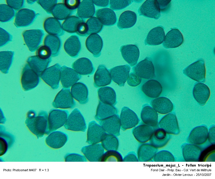Tropaeolum majus L. - Capucine #514