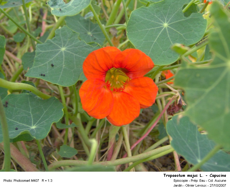 Tropaeolum majus L. - Capucine #511