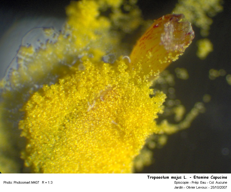 Tropaeolum majus L. - Capucine #510