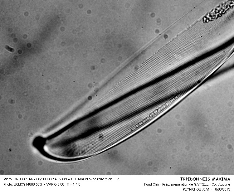 TROPIDONEIS MAXIMA #33215