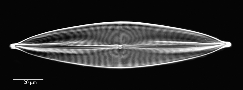 Tropidoneis pusilla #72844