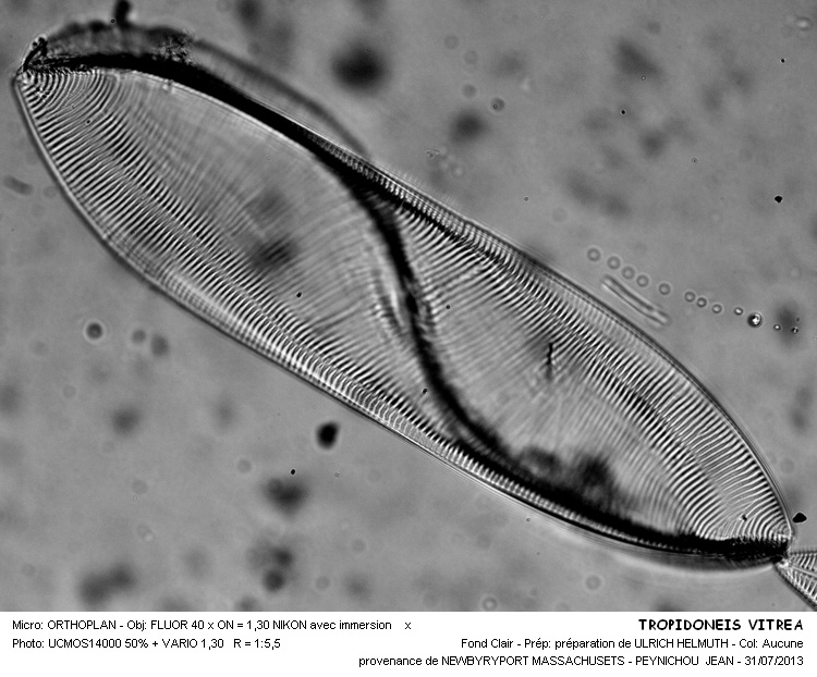TROPIDONEIS VITREA #32978