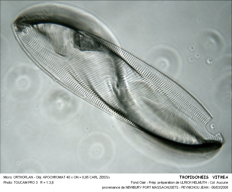 TROPIDONEIS VITREA #31422