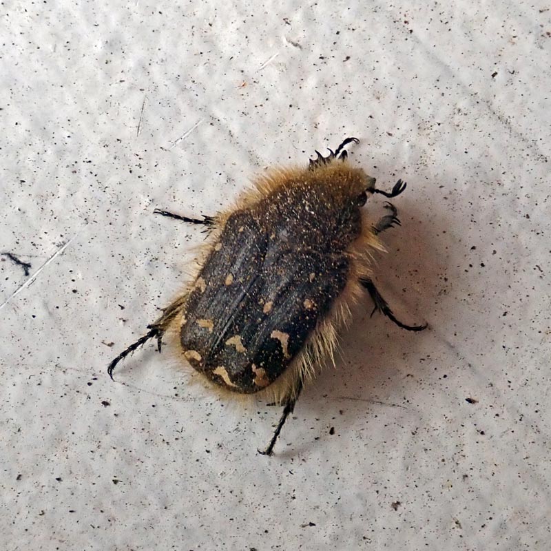 Tropinota hirta (Poda, 1761), cétoine velue #58825