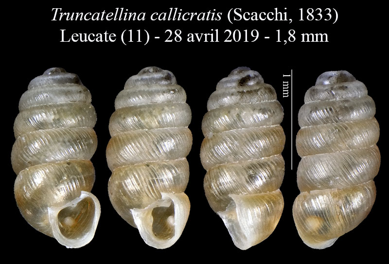 Truncatellina callicratis #60014