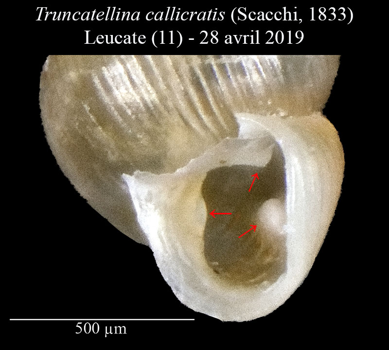 Truncatellina callicratis #60015