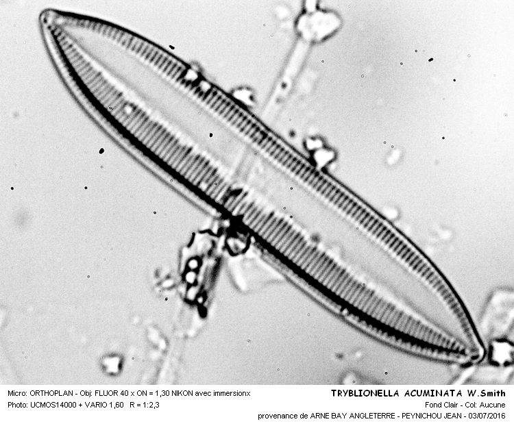 TRYBLIONELLA ACUMINATA W.Smith #45956