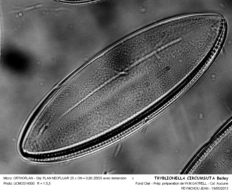Tryblionella Circumseta Bailey #31194