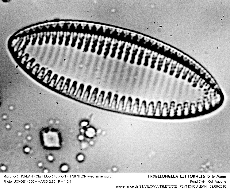 TRYBLIONELLA LITTORALIS D.G.Mann #46698