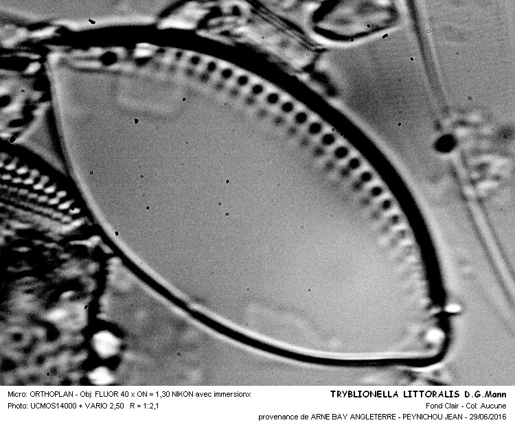 TRYBLIONELLA LITTORALIS D.G.Mann #45921