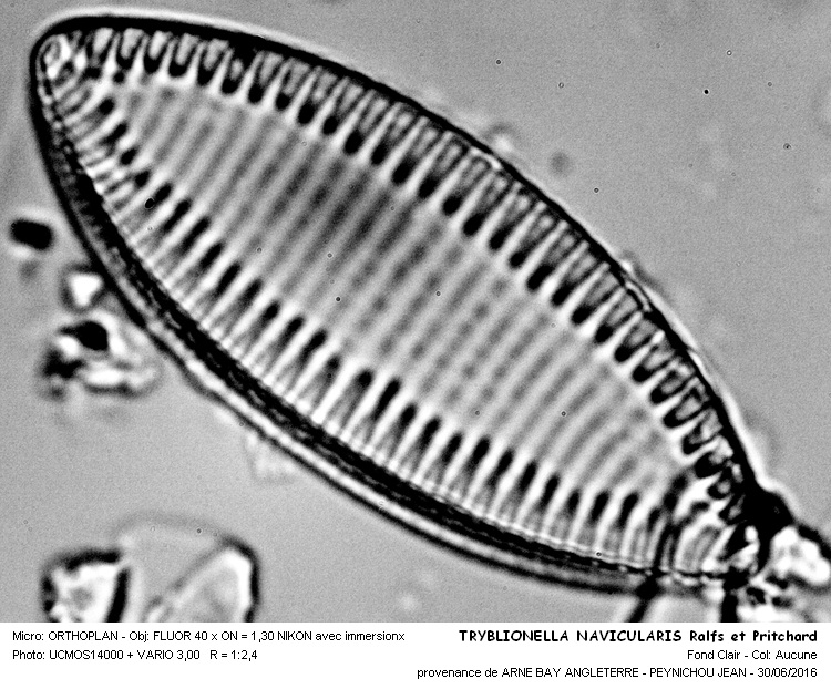 TRYBLIONELLA NAVICULARIS Ralfs er Pritchard #45927