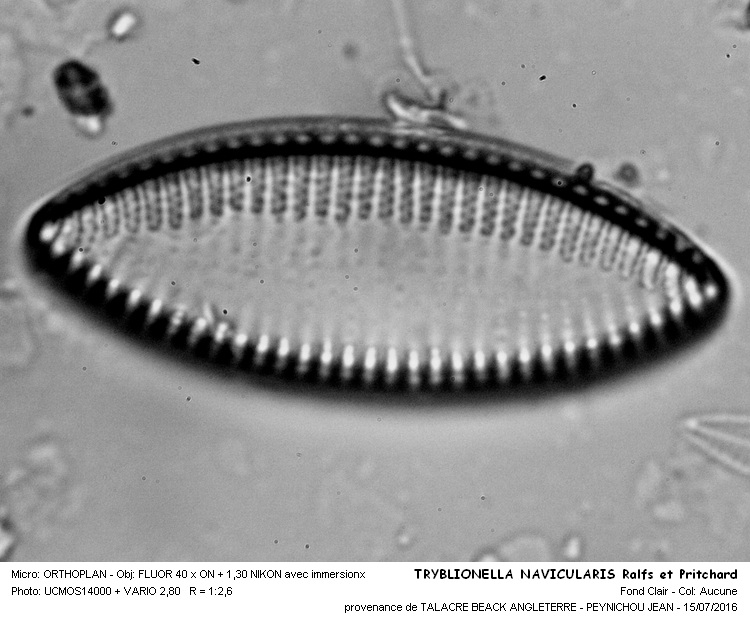 TRYBLIONELLA NAVICULARIS Ralfs er Pritchard #46112