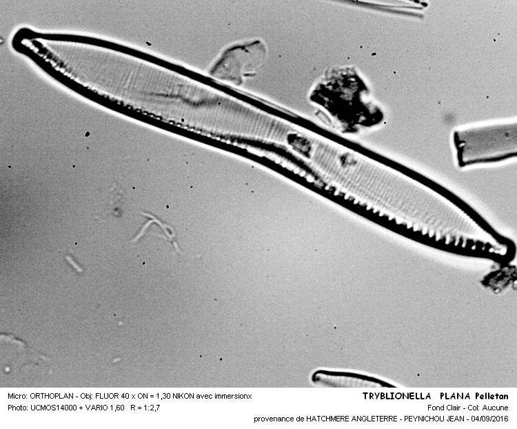 TRYBLIONELLA PLANA Pelletan #46764