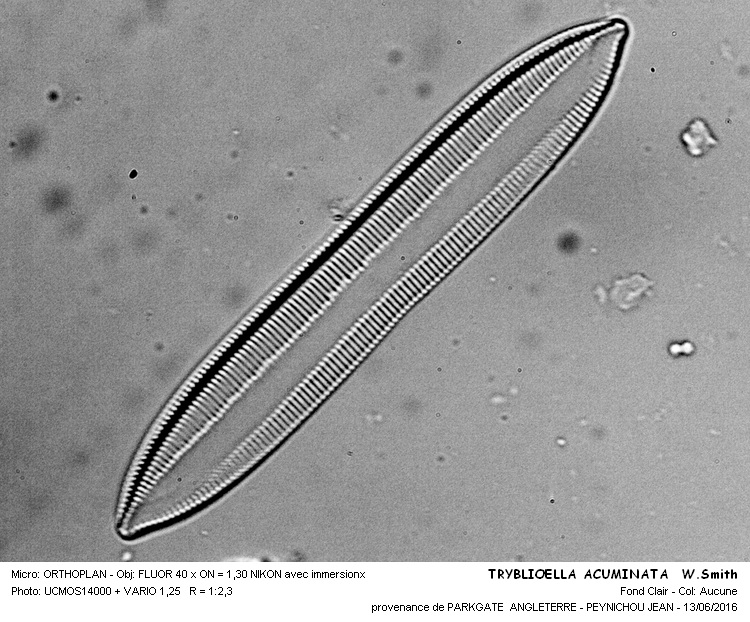 TRYBLIONETA ACUMINATA W.Smith #45687