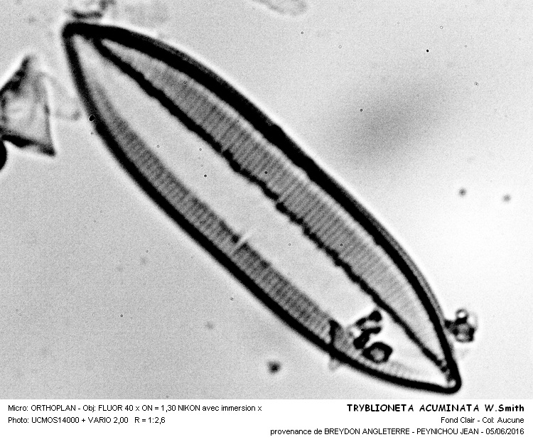 TRYBLIONETA ACUMINATA W.Smith #45565