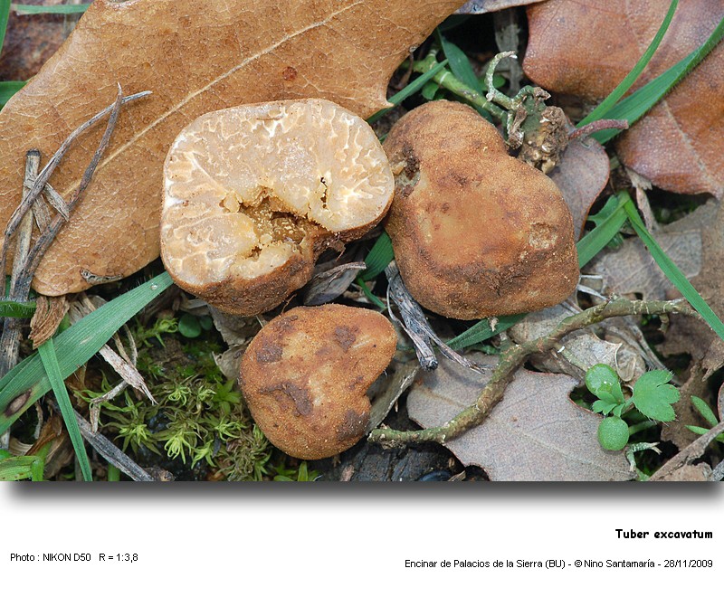 Tuber excavatum #15079