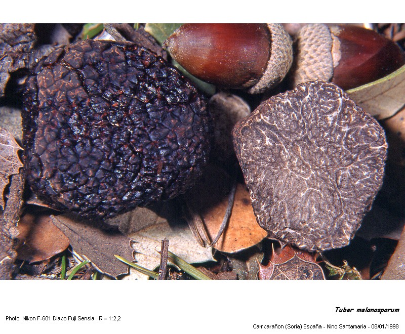 Tuber melanosporum #802