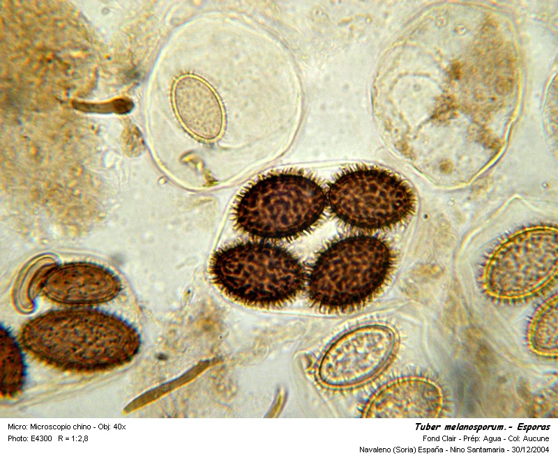 Tuber melanosporum #798