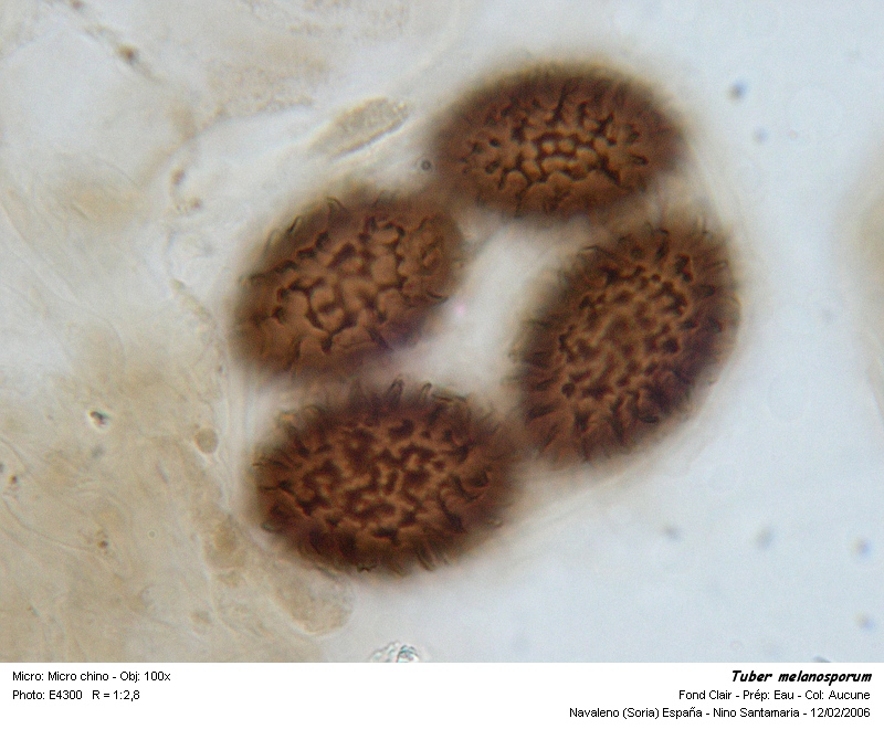 Tuber melanosporum #803
