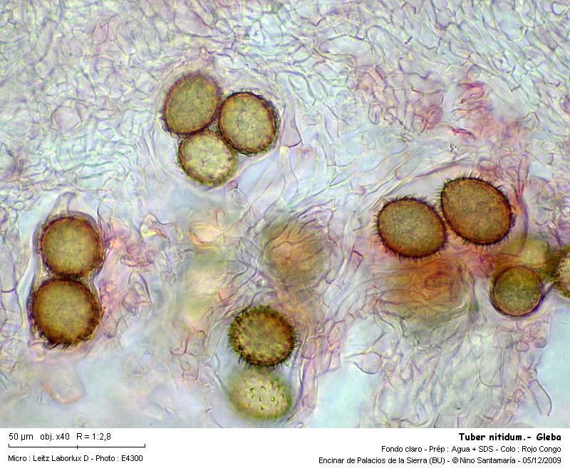 Tuber nitidum #15068
