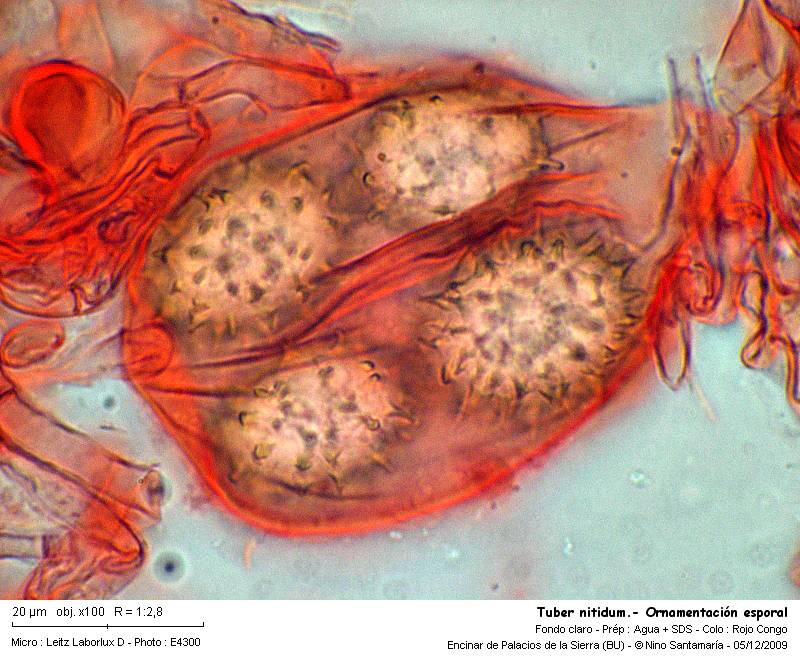 Tuber nitidum #15069